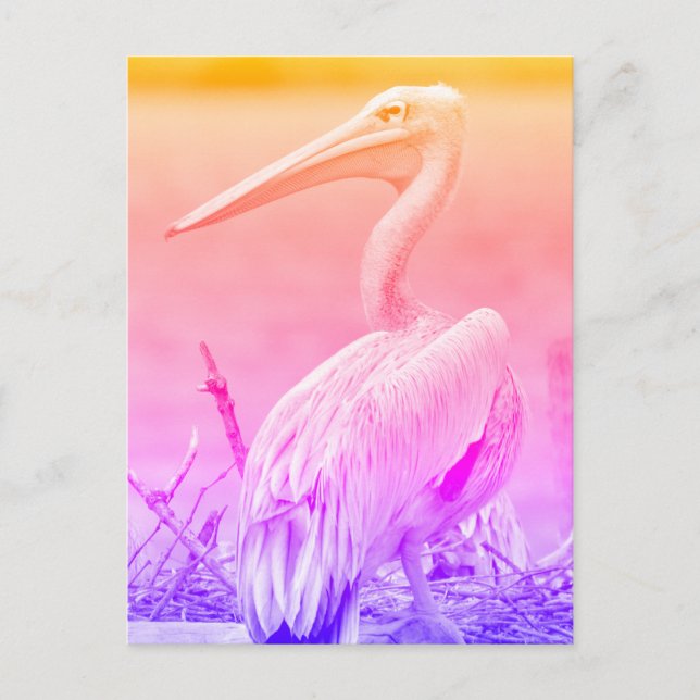 Pink-backed Pelicans Postcard (Front)