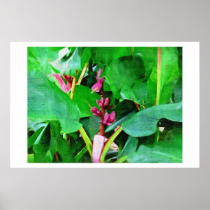 Pink banana, Musa pink velvet, Oil painting Poster