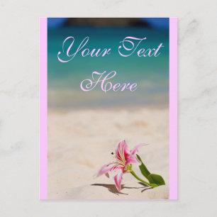 Pink Beach Lily Postcard