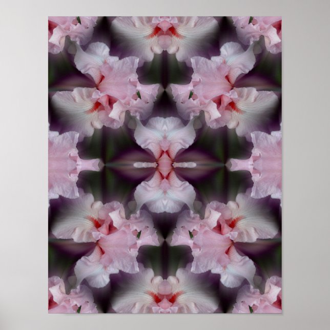 Pink Bearded Iris Flower Abstract    Poster (Front)