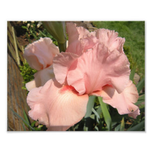 Pink Bearded Iris Photo Print