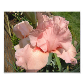 Pink Bearded Iris Photo Print