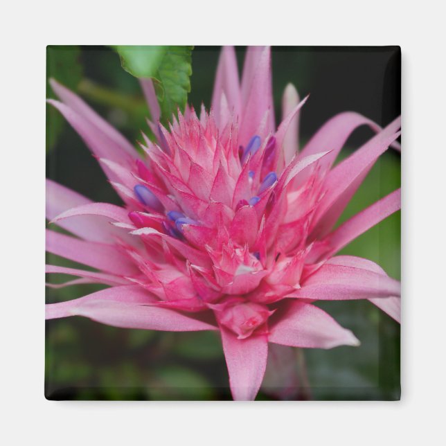 Pink Beauty Magnet (Front)