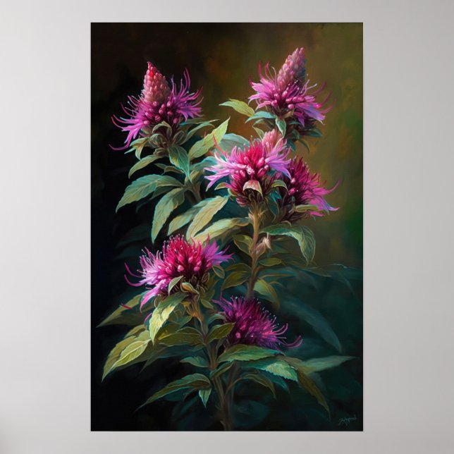Pink Bee Balm Flower Art Print Poster (Front)