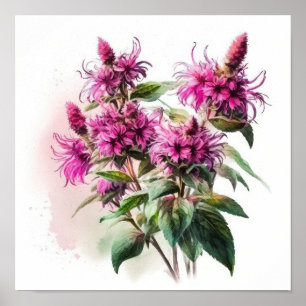 Pink Bee Balm Flower Art Print Poster