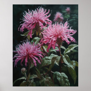 Pink Bee Balm Flowers Art Print Poster