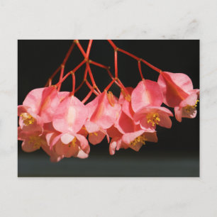 Pink Begonia Angel Wing Flowers Postcard