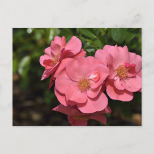 Pink Begonia Flowers Postcard