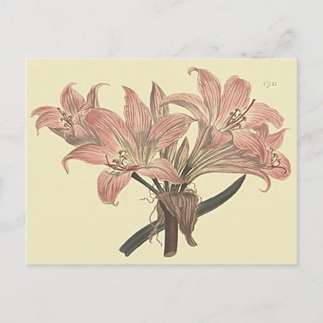 Pink Belladonna Lily Botanical Illustration Postcard (Front)