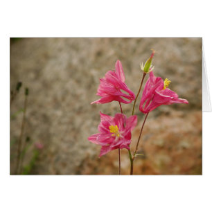 Pink Bellflowers Card