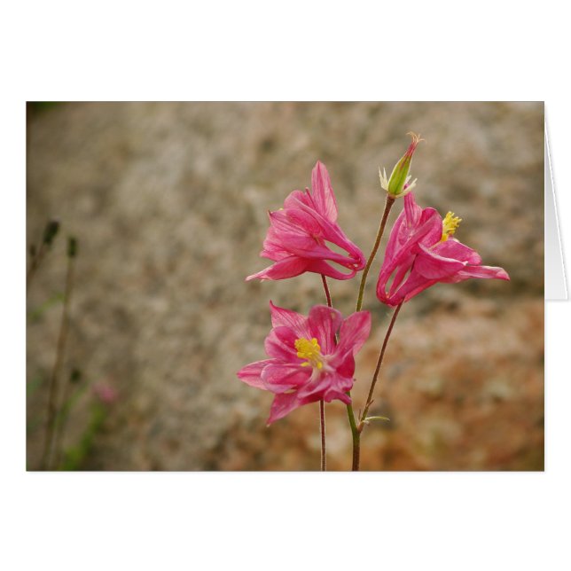 Pink Bellflowers Card (Front Horizontal)