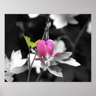 Pink Bleeding Heart Flower Black And White Poster