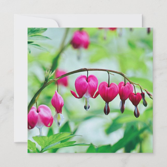 Pink Bleeding heart Flower card (Front)