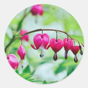 Pink Bleeding heart Flower  Classic Round Sticker
