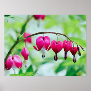 Pink Bleeding heart Flower Elegant Pretty Poster