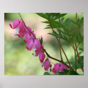 Pink Bleeding Hearts Floral Poster