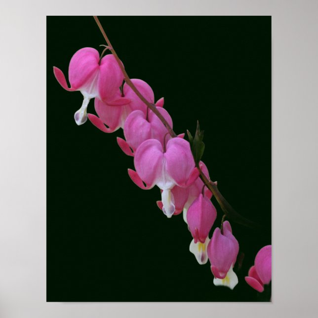 Pink Bleeding Hearts Flower Poster (Front)