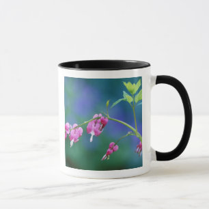 Pink bleeding hearts in garden. Credit as: Mug