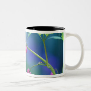 Pink bleeding hearts in garden. Credit as: Two-Tone Coffee Mug