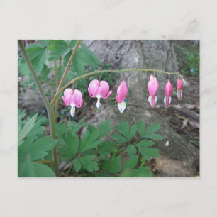 Pink Bleeding Hearts Postcard