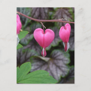 Pink Bleeding Hearts Postcard