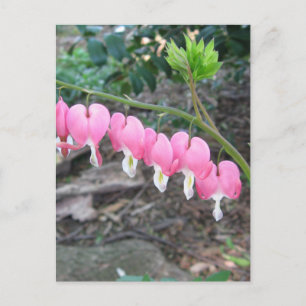 Pink Bleeding Hearts Postcard