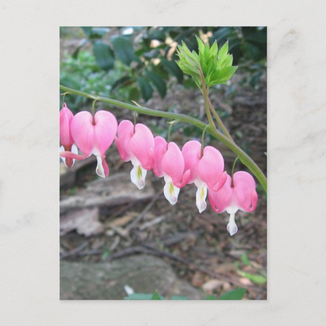 Pink Bleeding Hearts Postcard (Front)