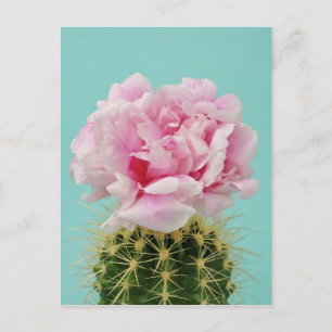 Pink Bloom Atop Spiky Cactus Postcard