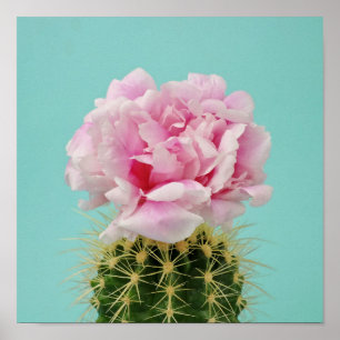 Pink Bloom Atop Spiky Cactus Poster