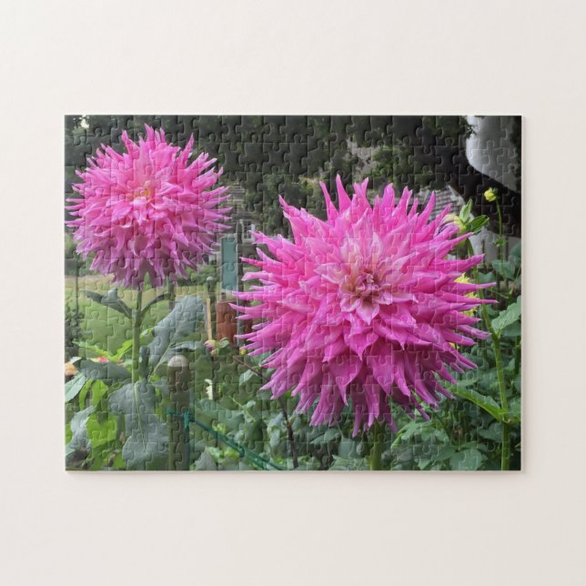 Pink Blooming Dahlia Flowers Jigsaw Puzzle (Horizontal)