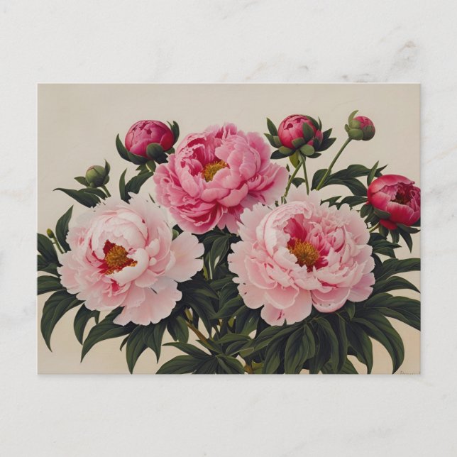 Pink Blooming Peony Flowers Bouquet  Postcard (Front)