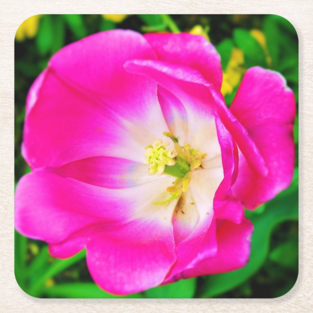Pink Blooming Wildflower - Coaster (Front)