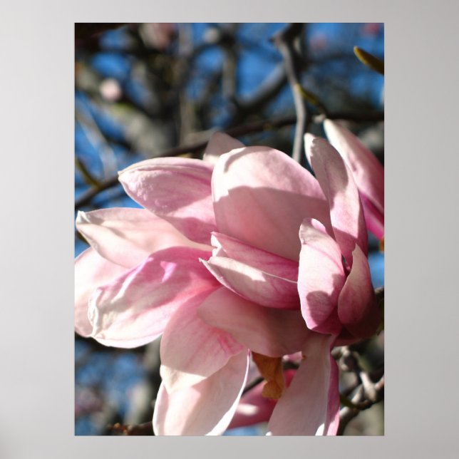 Pink Blossom 3 Poster (Front)