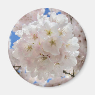Pink Blossom Balls. Magnet