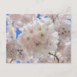 Pink Blossom Balls. Postcard