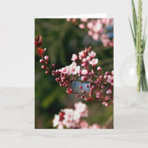 Pink Blossom in the warm summer light
