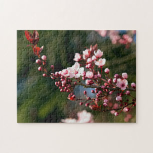 Pink Blossom in the warm summer light Jigsaw Puzzle
