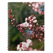 Pink Blossom in the warm summer light