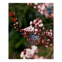 Pink Blossom in the warm summer light