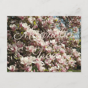 Pink Blossom Magnolia Tree Floral Photography Postcard