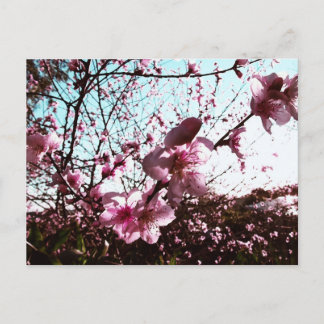 Pink Blossom Shower Postcard
