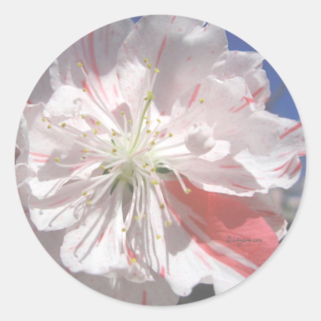 Pink Blossom Wedding Invitations Seals (Front)