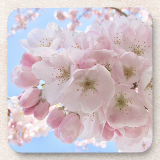 Pink Blossoms Blue Sky. Coaster (Front)