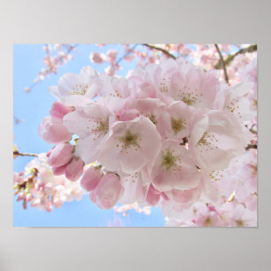 Pink Blossoms Blue Sky. Poster