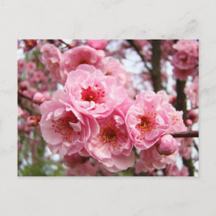 Pink Blossoms Flowers Spring postcards custom