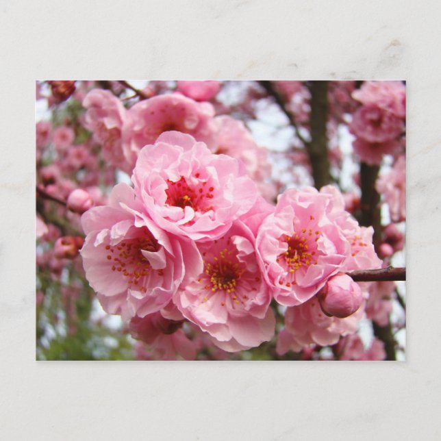 Pink Blossoms Flowers Spring postcards custom (Front)