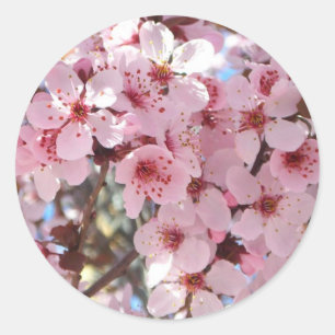 Pink Blossoms on Ornamental Flowering Tree Classic Round Sticker