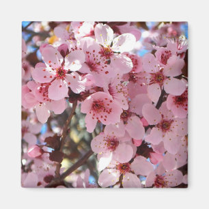 Pink Blossoms on Ornamental Flowering Tree Magnet