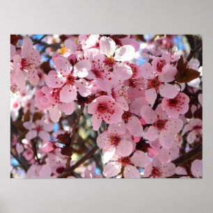 Pink Blossoms on Ornamental Flowering Tree Poster