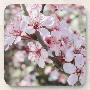 Pink Blossoms Red Stems. Coaster